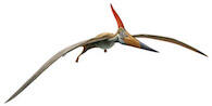 Digital rendering of a pterosaur with a colorful beak and head crest.