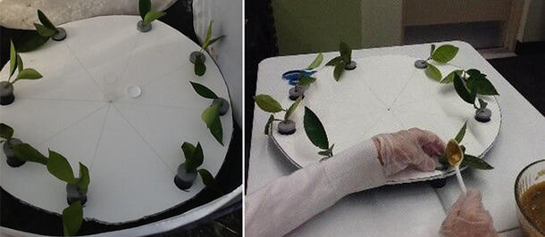 Eight leaf samples sticking out from a circular board (left) and a person applying mango extract to one of the leaves with a plastic spoon (right).