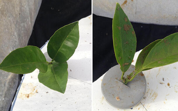 Side-by-side image of two leaves: bright, healthy leaves treated with a mango skin solution (left) and browned, untreated leaves (right).