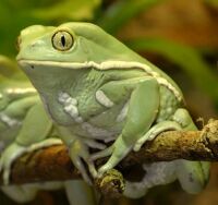 Monkey Frog