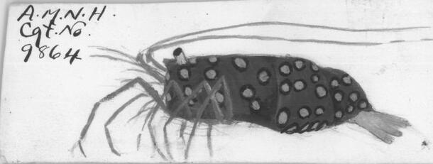 Illustration of Catalog No. 9864, Gnathophyllum sp.