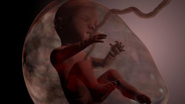 Rendering of a fetus in the womb with the umbilical cord still attached.