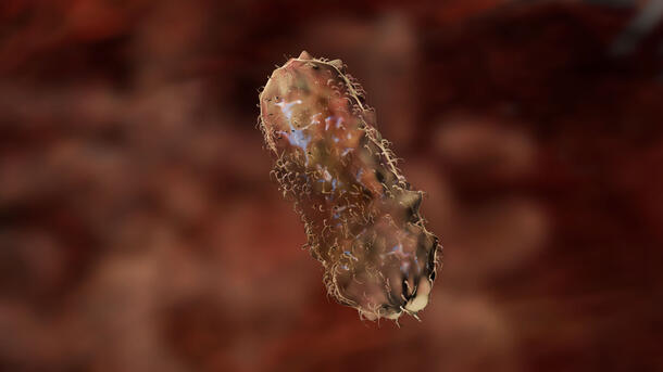 Rendering of a dark, textured, pill-shaped Lactobacillus bacteria.