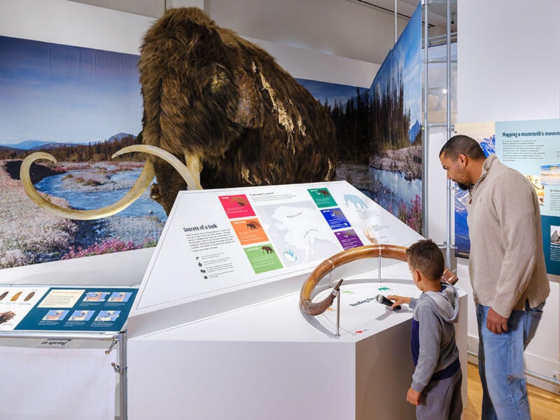 Adult and child Museum visitors use and interactive display mounted on the railing that surrounds a life-sized wooly mammoth model.