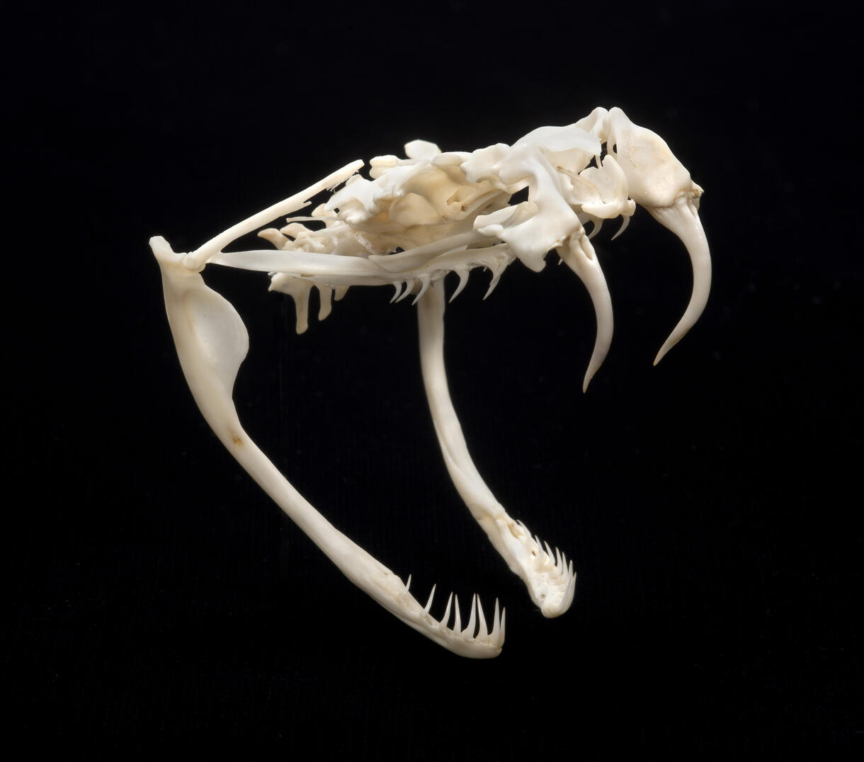 A skull of a Crotalus adamanteus, known as the eastern diamondback rattlesnake, posed open, shows its large curved fangs.