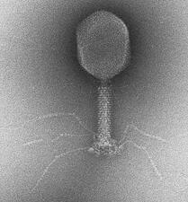 Bacteriophage T4 has a spider-like appearance.