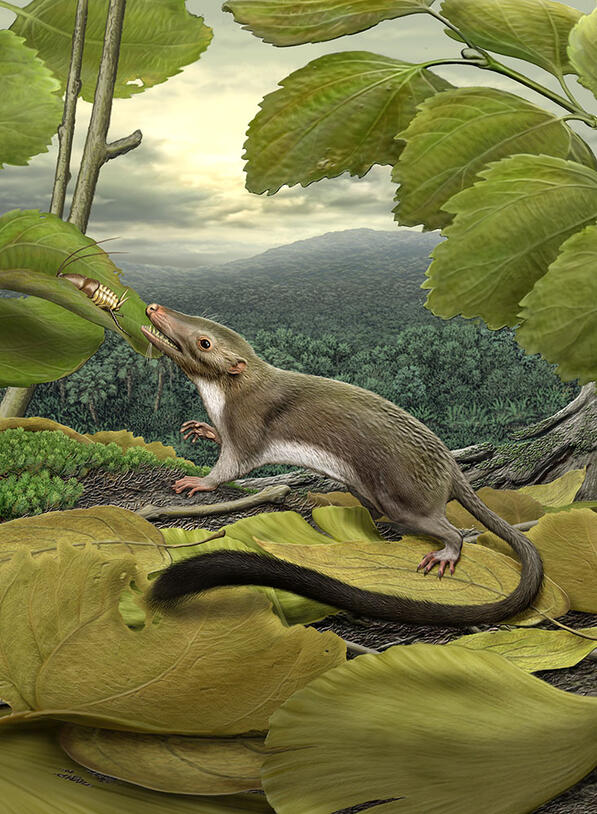 Illustration of an opposum-like mammal about to eat an insect off a leaf.