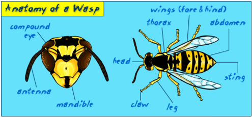 Wasp head with compound eye, antenna and mandible pointed out. Wasp body with head, thorax, claw, leg, sting, abdomen, and wings pointed out.