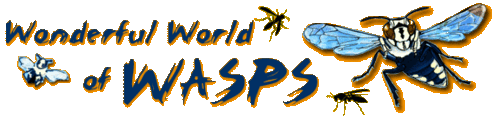 Wonderful World of Wasps