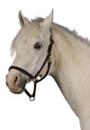 Close-up on the head of a light colored horse with a bridle on.