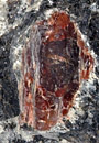 A portion of the Gore Mountain Garnet, with colorful garnet surrounded by darker, speckled rock.