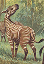 A color illustration of a small, striped horse-like creature, an early member of the horse family, Equidae.