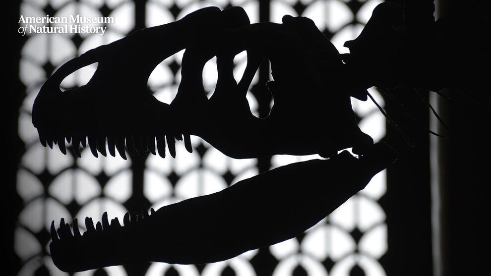 The fossil skull of an Allosaurus dinosaur in shadow in front of a scallop patterned window. 