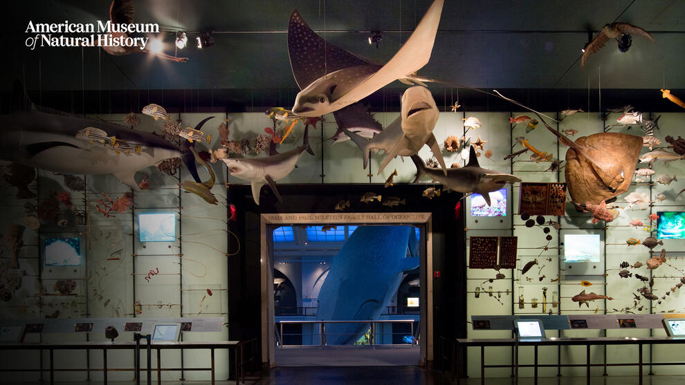 The Hall of Biodiversity with models of various sea creatures hanging from ceiling and additional specimens on display on wall. 