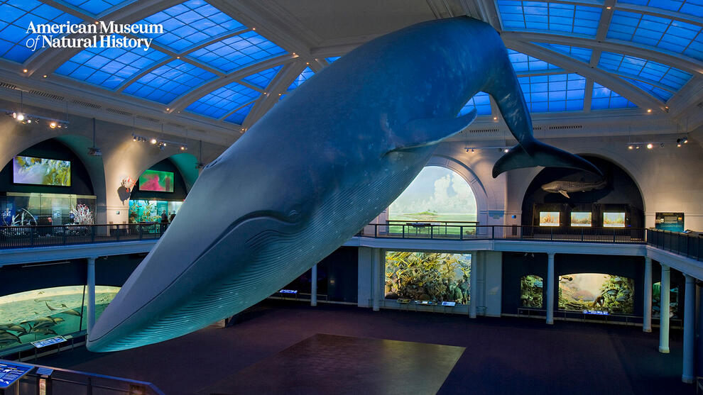The Milstein Hall of Ocean Life with two floors of dioramas and the blue whale model suspended from the ceiling over the open center of the hall.