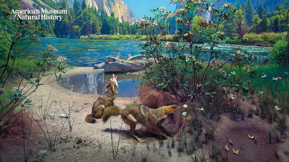 Museum diorama depicting two coyotes, one digging and one howling, in Yosemite national park  in front of a lake with mountains in background.