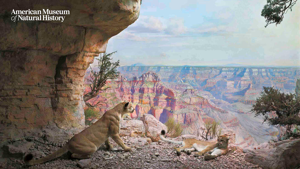 Museum diorama depicting two mountain lions in the Grand Canyon, one lying down and one sitting up facing out onto a high view of the canyon below.