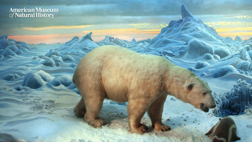 Museum diorama depicting a polar bear walking toward a ribbon seal in an icy environment. The background is a sunset sky.