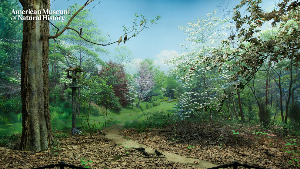 Museum diorama depicting a forest with a birdhouse among trees. There are over ten birds perched in green-filled trees and six birds on the ground. 
