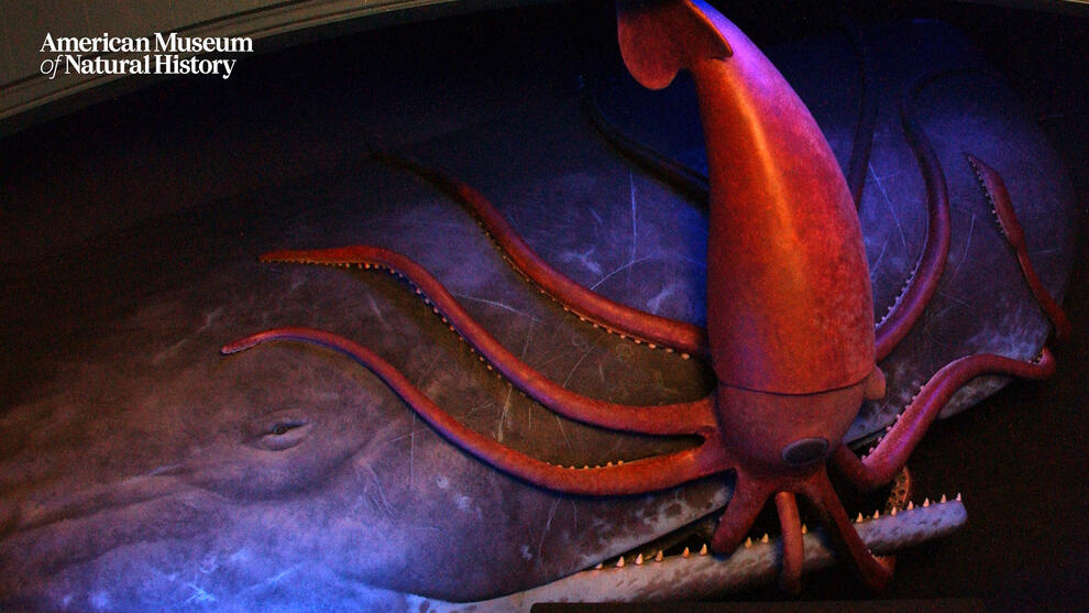 Museum diorama depicting a giant squid with its tentacles wrapping around and over a whale’s mouth and face.