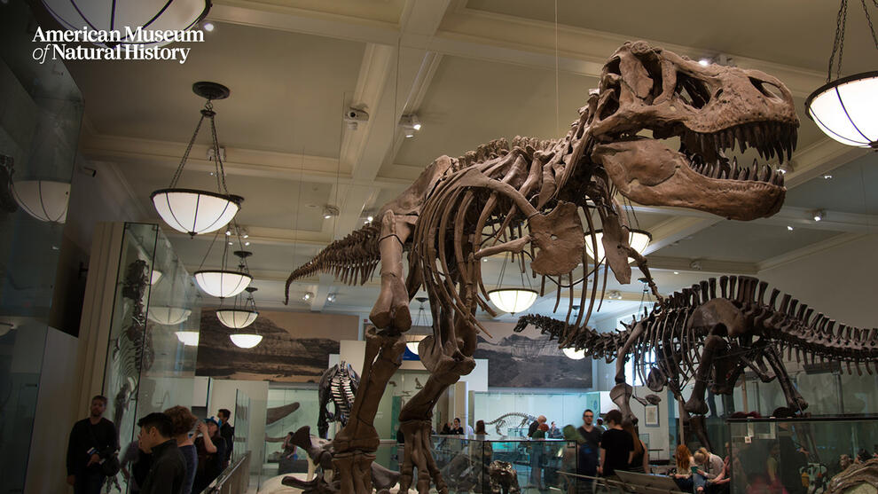 A full body skeleton of a Tyrannosaurus rex on display in the Hall of Saurischian Dinosaurs. In the background are additional skeletons of other dinos