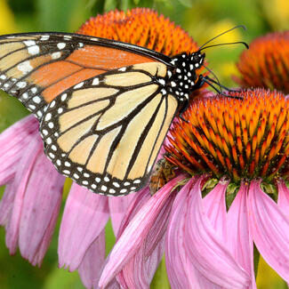 Monarch butterfly feeds on a coneflower.