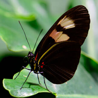 Butterfly with dark wings with a bright spot alights on a plant leaf.