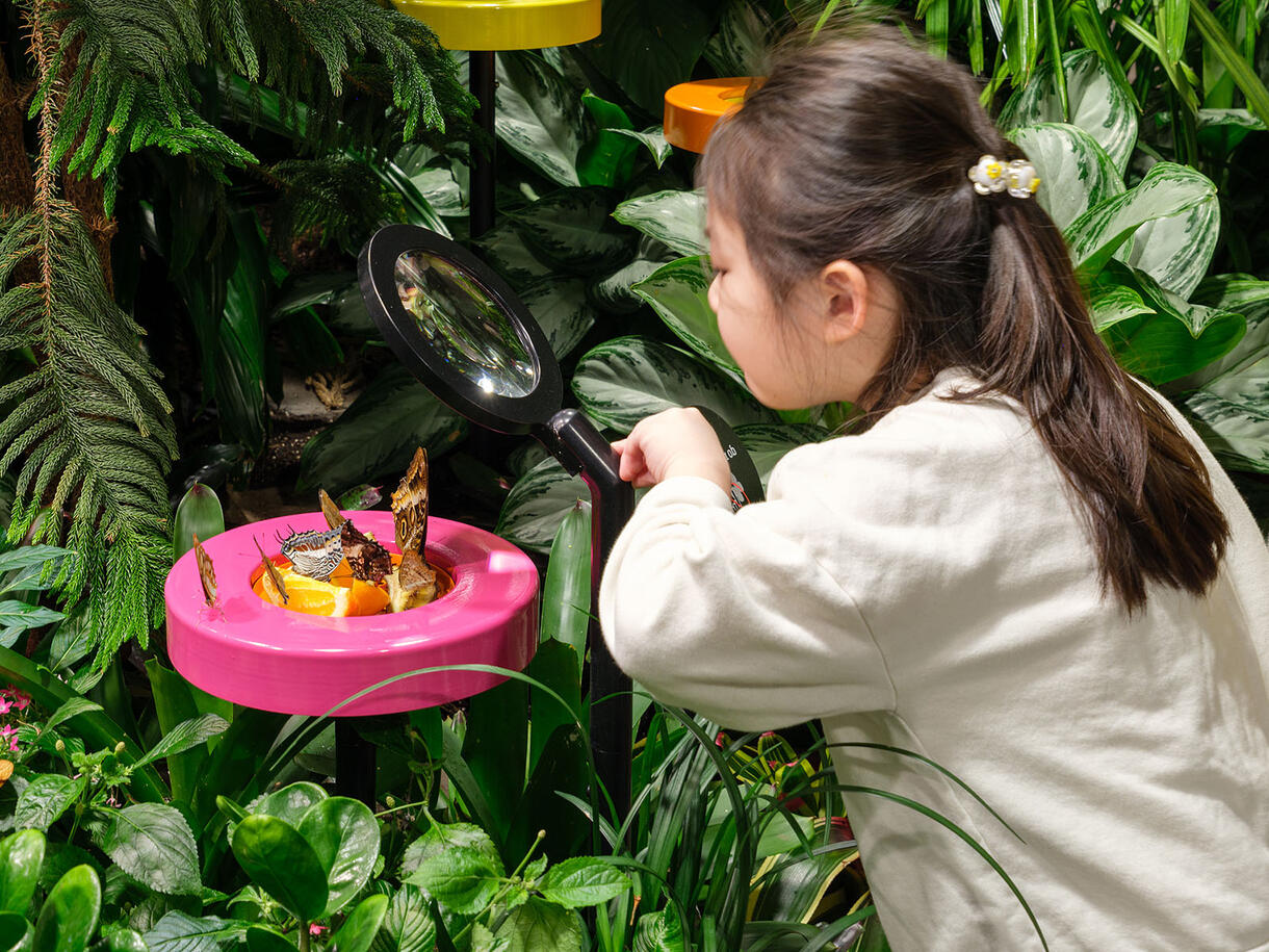 Child peers through a magnifying glass at butterflies sipping on orange slices at a feeding station mounted amongst the lush greenery of the Vivarium.