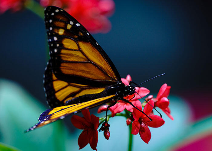 Monarch butterfly seeks nectar from a flowering plant.
