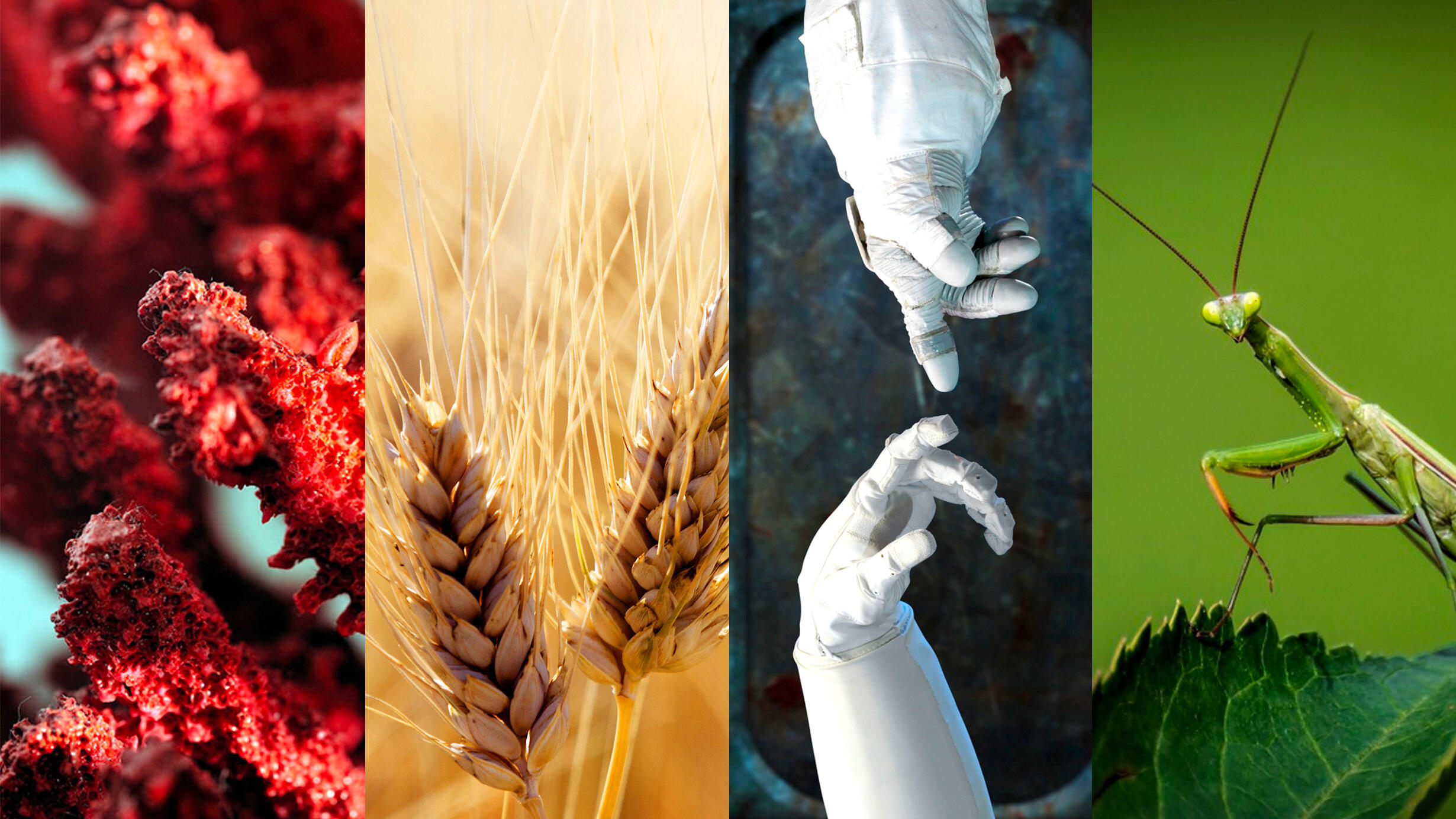Four vertical images: objects with many small bumps, two stalks of wheat, two gloved hands reaching for one another, a praying mantis on a leaf.