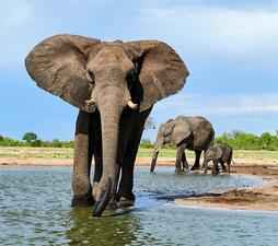 photo of three elephants wading in water