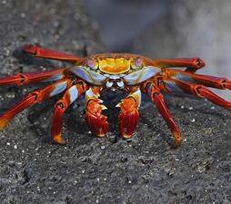 A brightly colored crab on a dark, rocky surface.