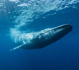 A blue whale diving underwater