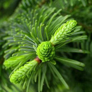 close up image of a fir tree leaf
