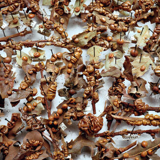 Hundreds of specimen insect galls, mostly on small sections of dried leaves, impaled with straight pins against a flat white surface.