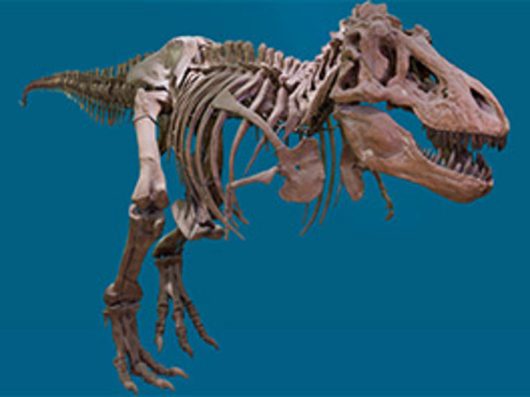7 Questions About Tyrannosaurus Rex Illustrated Answers Amnh