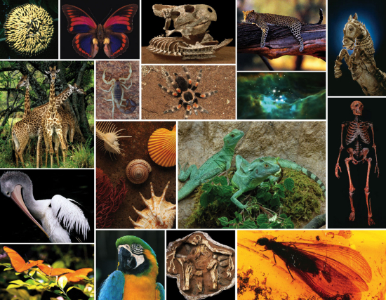 Biological Sciences: Research Experience for Undergraduates | AMNH