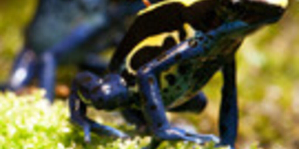 For Poison Dart Frogs, Markings Matter When It Comes to Survival - The New  York Times