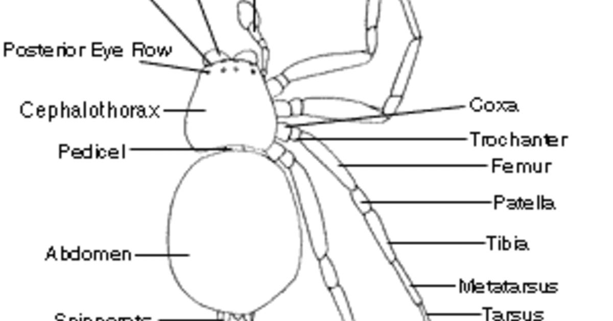 Spider Anatomy: The Different Parts Of A Spider