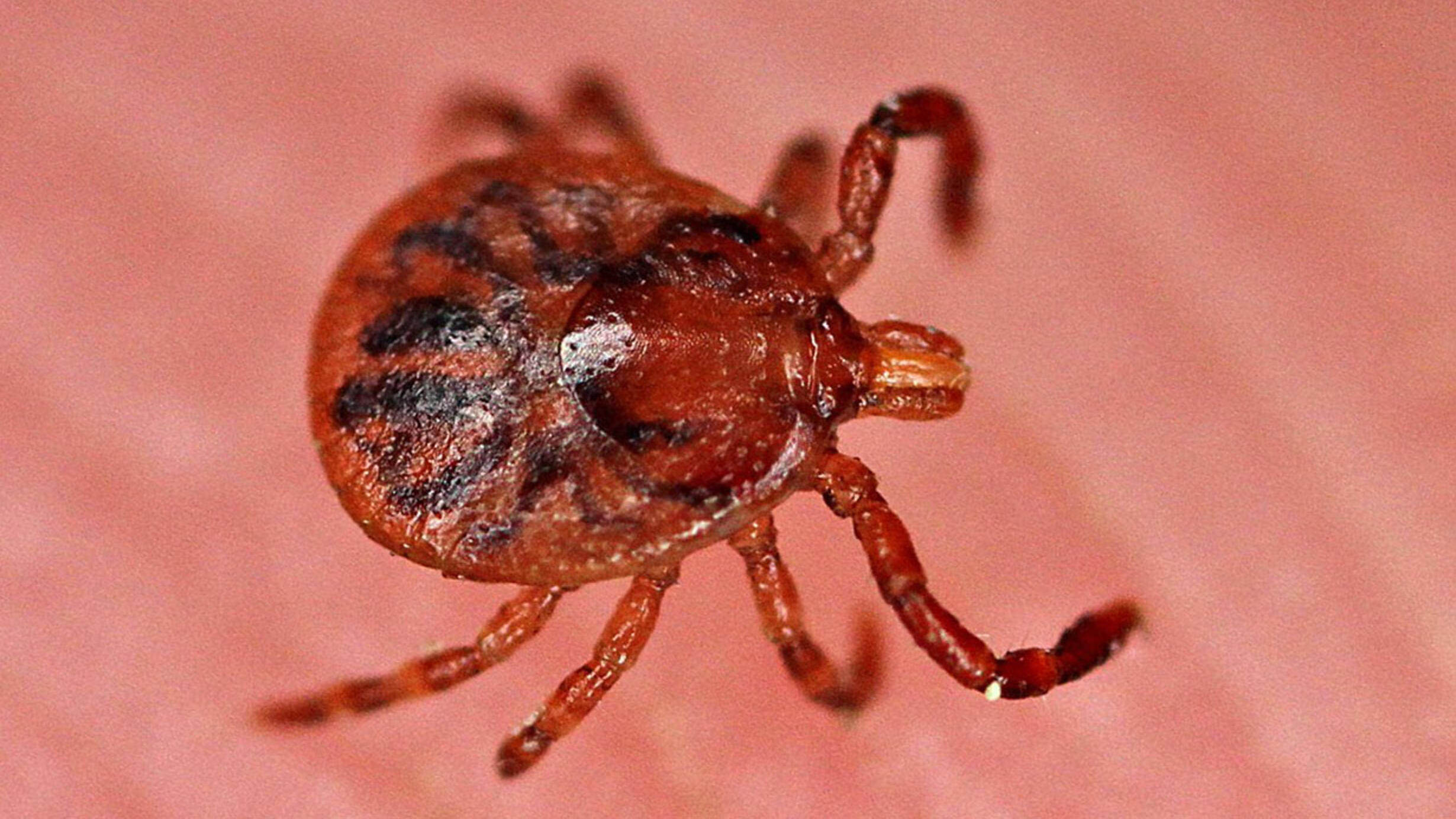 A close-up shot of a deer tick part of arachnid family with eight legs seen sitting on the palm of a hand. 