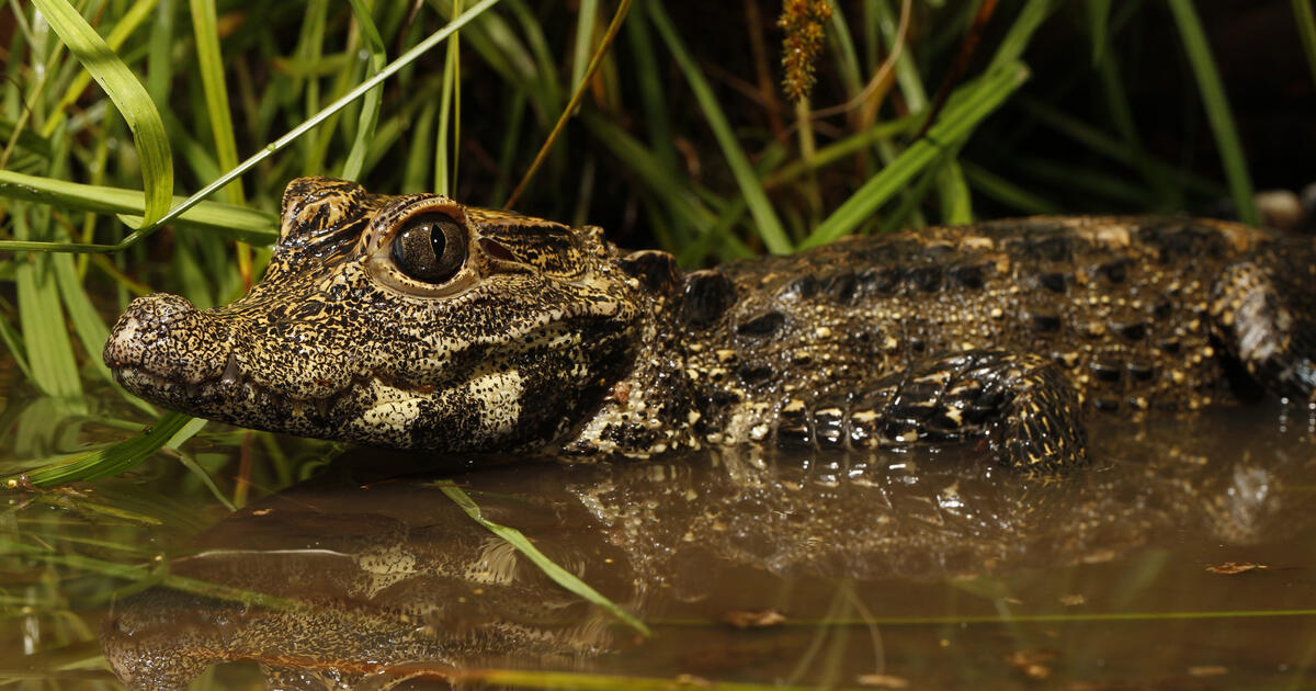 Croc Biology and Behavior | AMNH