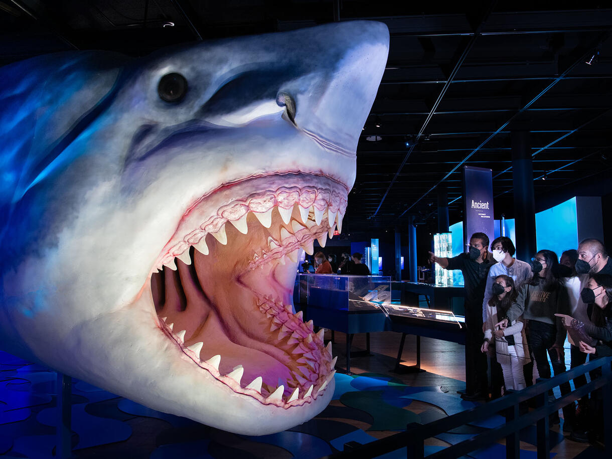 2021: Research reveals how teeth functioned and evolved in giant mega-sharks, School of Biological Sciences