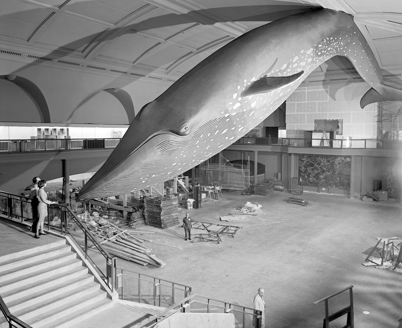 NYC - AMNH: Milstein Hall of Ocean Life - Sperm Whale and …