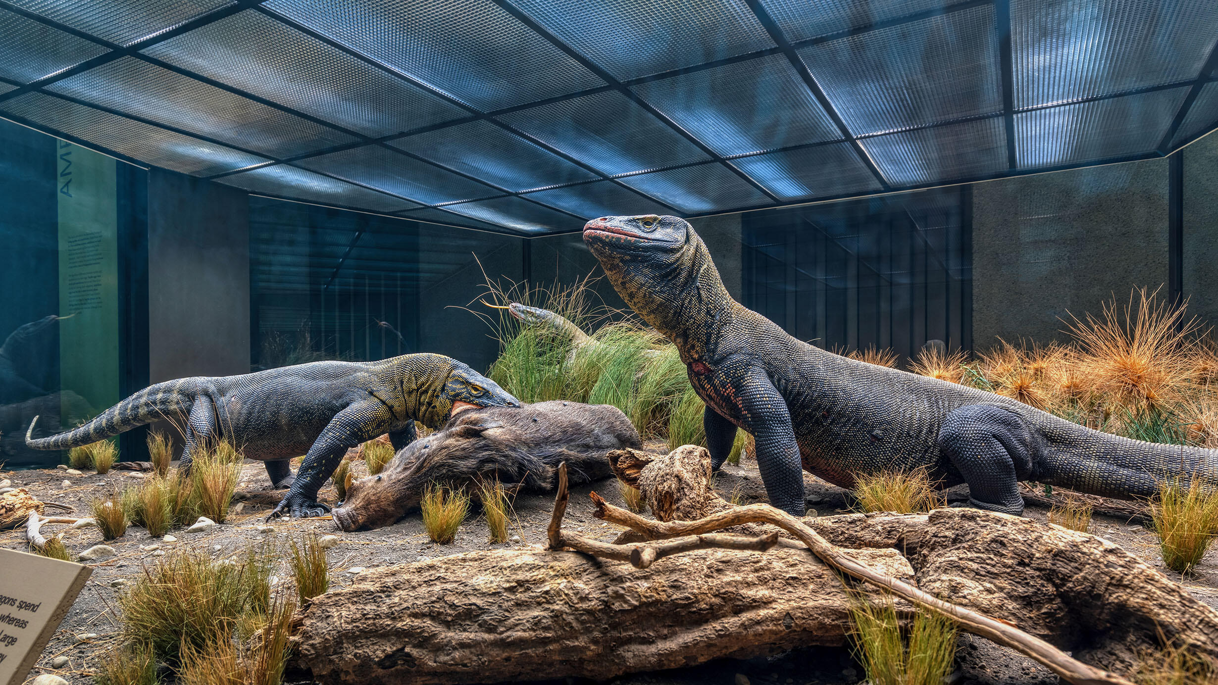 Museum diorama featuring three komodo dragons, one in foreground looking up and one beginning to eat a wild boar.