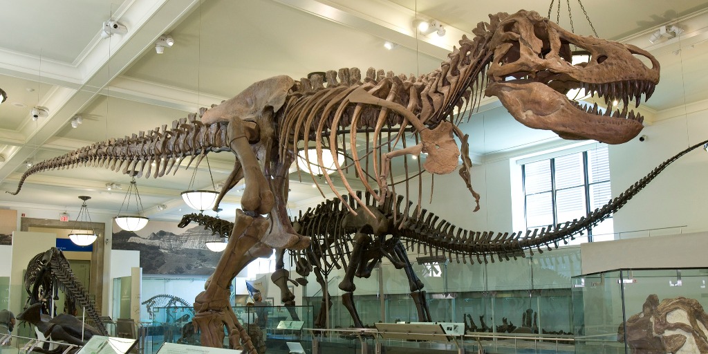 dinosaur fossils t rex
