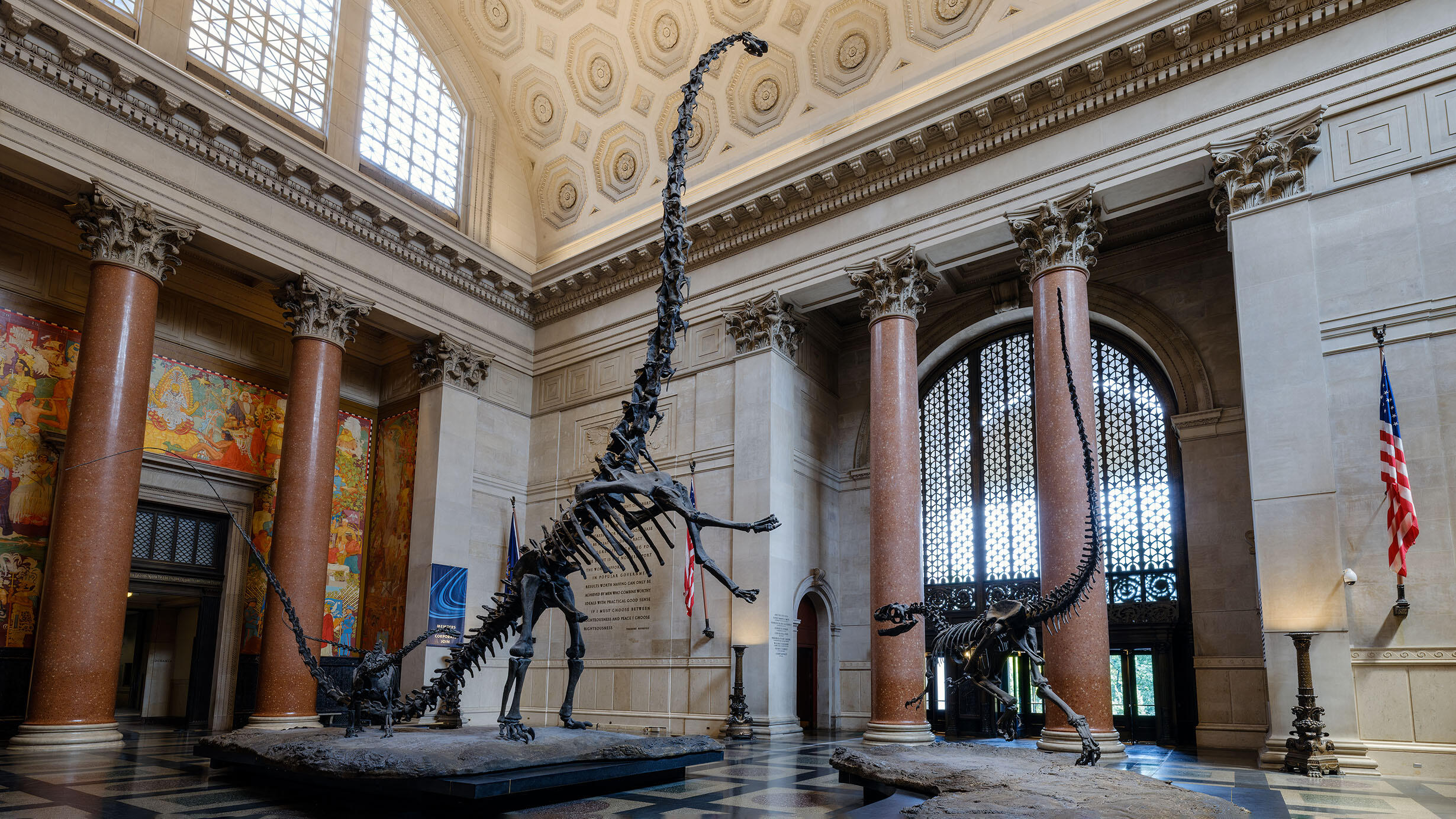 Representation of the fossils of a Barosaurus and Allosaurus fighting, each on a separate platform in the Theodore Roosevelt Memorial Hall.