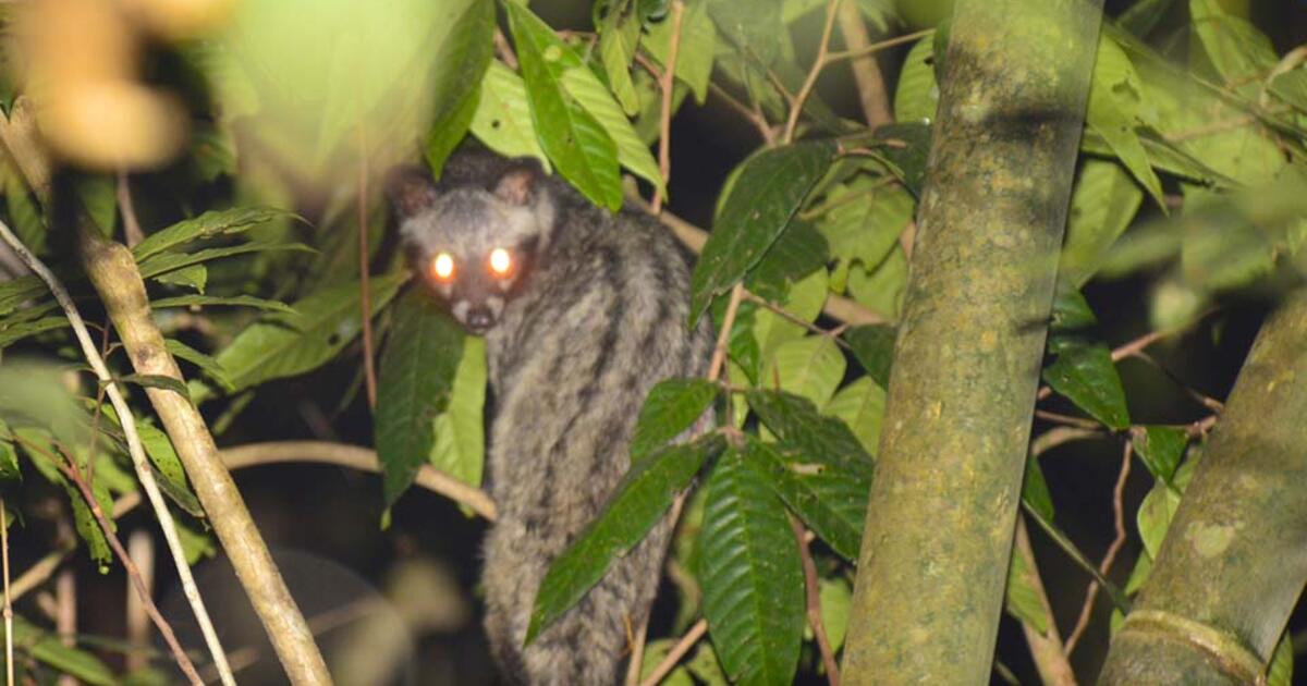 Fieldwork Journal: Getting the Word Out about Lorises | AMNH