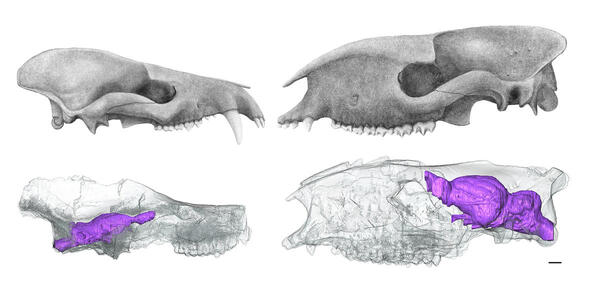 Images of two fossil skulls, with images below each indicating braincases in purple.