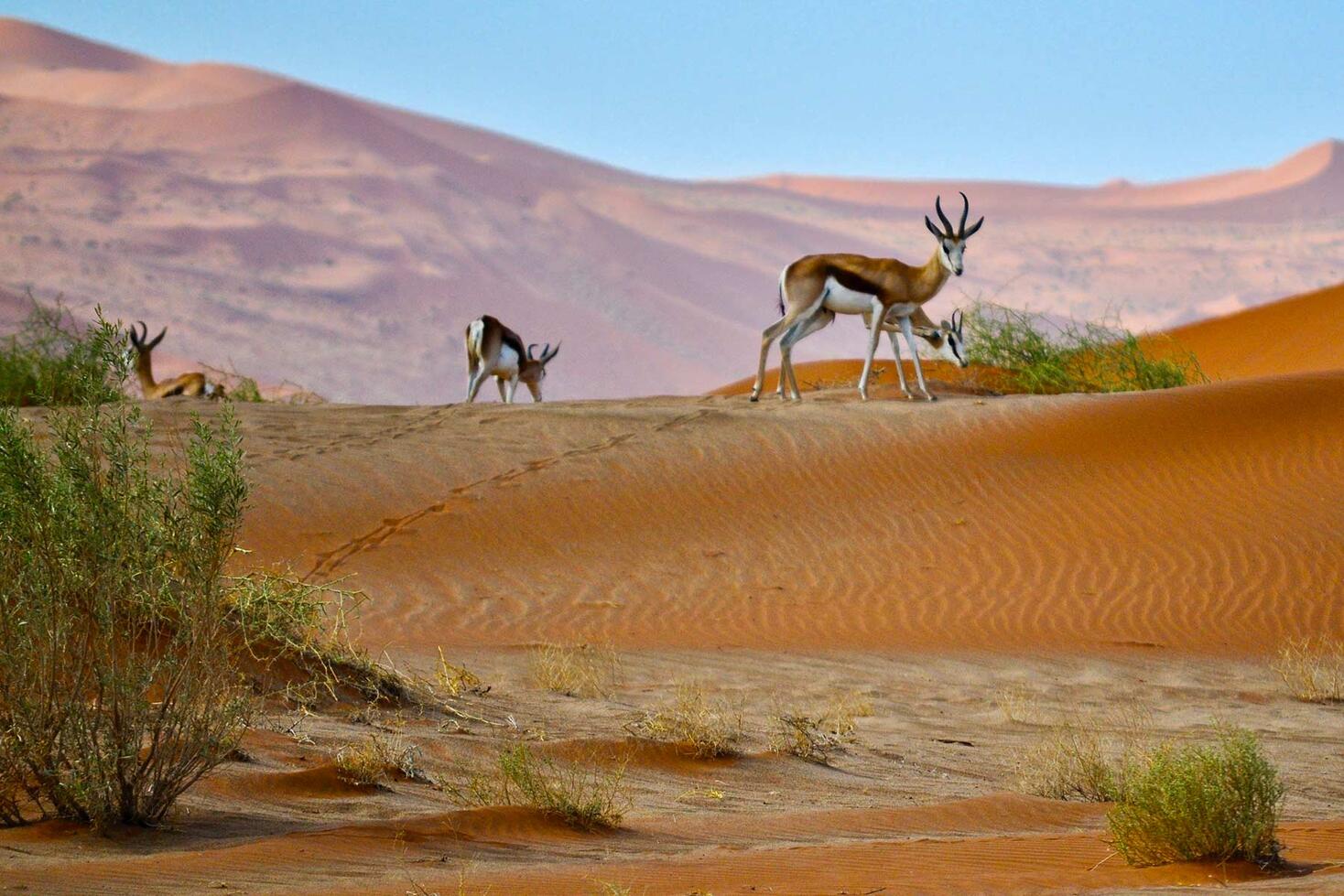 What is Biodiversity? | AMNH