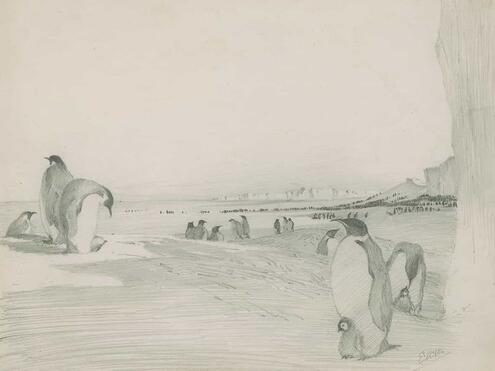 pencil drawing of penguins on the land